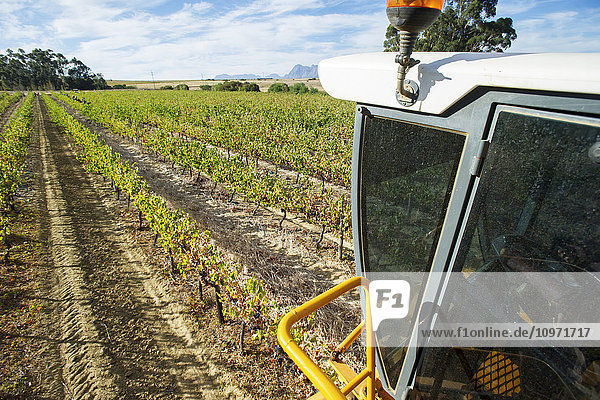 Mechanische Erntemaschine in einem Weinberg; Stellenbosch  Westkap  Südafrika
