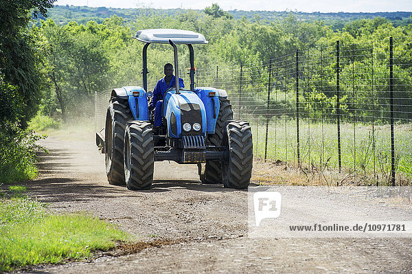 Landwirt fährt blauen Traktor; Roodeplaat  Gautang  Südafrika