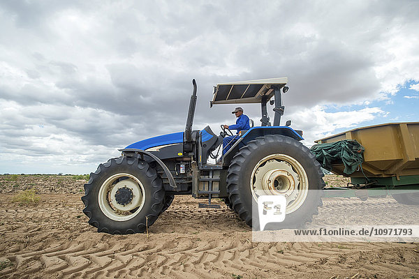 Mann auf einem blauen Traktor  der einen Kartoffelwagen auf einer Farm zieht; Kapstadt  Westkap  Südafrika