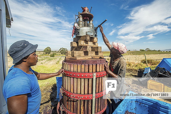 Winzer beim Einmaischen von Weintrauben; Paarl  Westkap  Südafrika