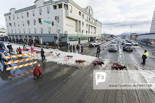 Traffic stops on 5th avenue for Iditarod musher DeeDee Jonrowe to cross in downtown Anchorage during the cermonial start day of Iditarod 2015 in Anchorage  Alaska