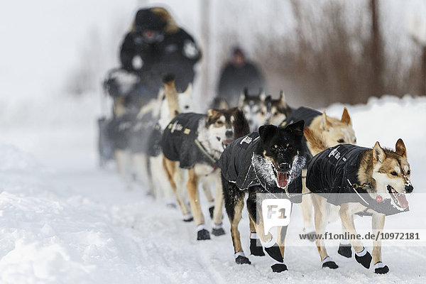 Dallas Seavey's dogs leading him to the Ruby checkpoint during the 2015 Iditarod