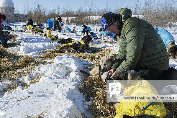Mats Pettersson stiefelt mit seinen Hunden am Morgen am Galena-Kontrollpunkt während des Iditarod 2015