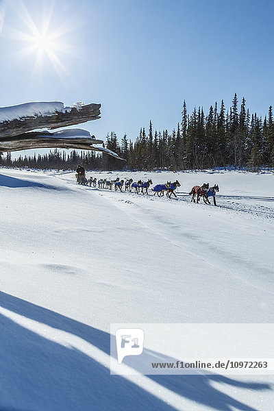 Jason Mackey läuft während des Iditarod 2015 auf einem Slough  nachdem er Galena am Morgen verlassen hat