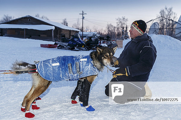 Volunteer handler holds Mitch Seavey's leaders in the evening at the checkpoint during Iditarod 2015