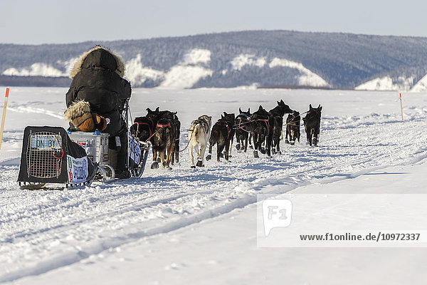 'Lance Mackey's license plate ''ON BY'' shows on his dog carrier as he runs down the Yukon River after leaving the Koyukuk checkpoint during Iditarod 2015'