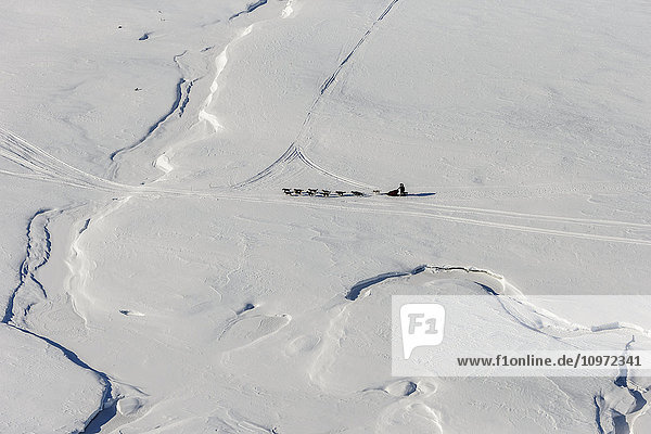 Aerial view of a team on the trail approaching the Yukon River after leaving Nulato during Iditarod 2015