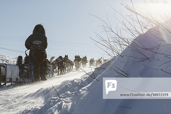 Paige Drobny and team run up the hill from the Yukon River at the Kaltag checkpoint in a 20 mph wind during Iditarod 2015