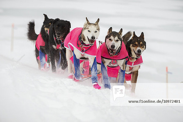 Die Hunde von DeeDee Jonrowe laufen während des Iditarod 2015 ein paar Meilen vor dem Unalakleet-Checkpoint einen Nebenhügel hoch