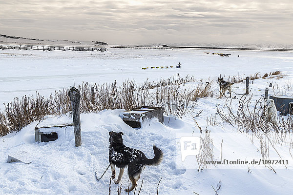 Local sled dogs greet Mats Pettersson as he arrives on the slough at the Unalakleet checkpoint during Iditarod 2015