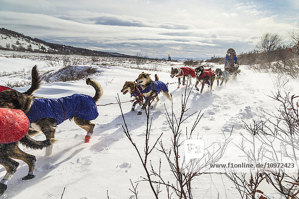 Das Team von Michelle Phillips bricht mehrere Meilen nach dem Verlassen des Unalakleet-Kontrollpunkts während des Iditarod 2015 im Trail ab