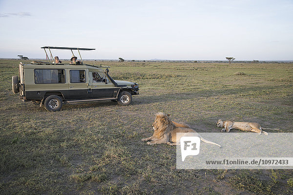 Touristen fotografieren von ihrem Fahrzeug aus ruhende Löwen in der Serengeti-Ebene; Tansania