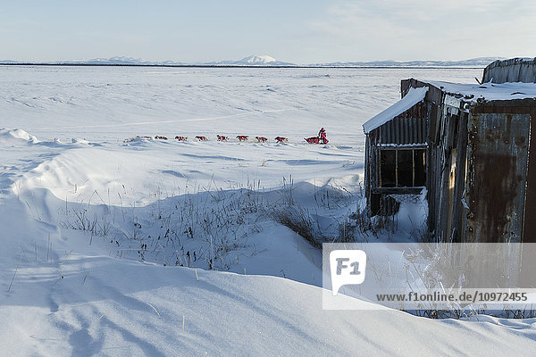 DeeDee Jonrowe runs past abandoned buildings of Old Shaktoolik a few miles before the Shaktoolik checkpoint during Iditarod 2015