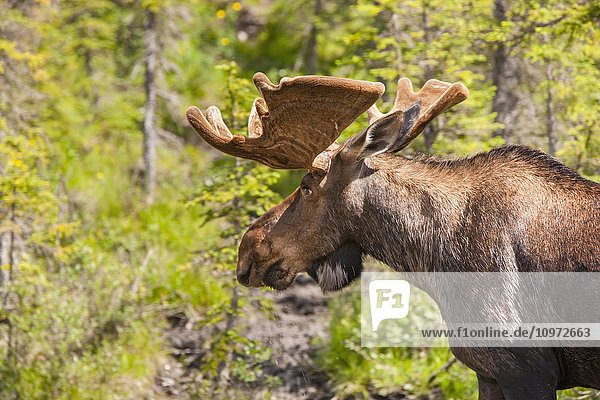 Elchbulle mit Geweih in Samt  Muncho Lake Provincial Park  British Columbia  Kanada  Sommer