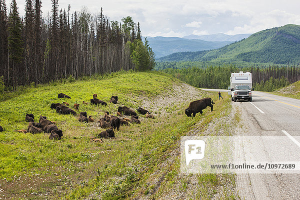 Wohnmobil beim Warten auf einen Büffel  der die Straße überquert  nördlich von Liard Hot Springs  British Columbia  Kanada  Sommer