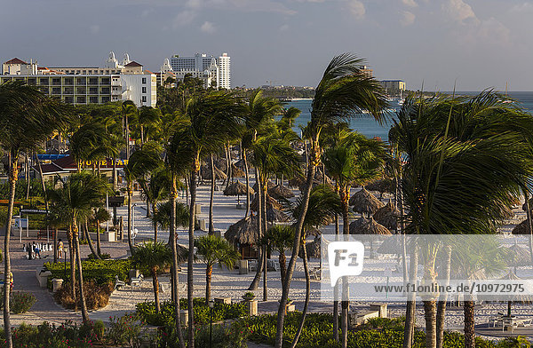Nachmittagslicht auf den Kokosnusspalmen von Palm Beach; Aruba'.