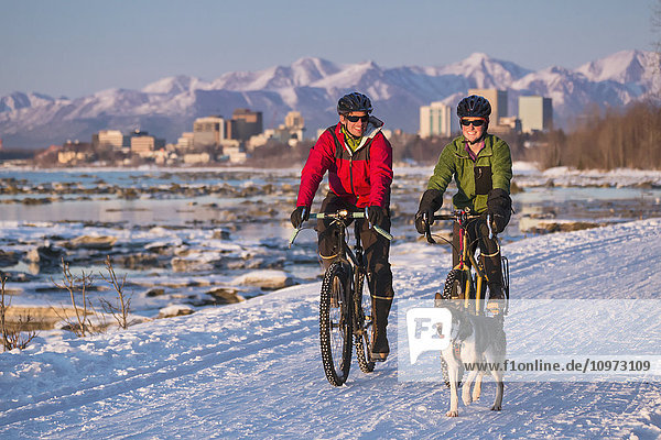 Bicyclists on the Tony Knowles Costal Trail led by an Alaskan Husky with downtown Anchorage in the background  Southcentral Alaska  USA  Winter