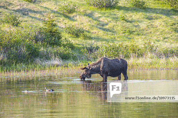 Elchbulle auf Nahrungssuche in einem Teich am Coastal Trail im Kincaid Park  Anchorage  Süd-Zentral-Alaska.