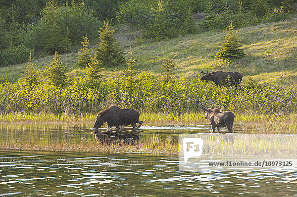 Drei Elchbullen auf Nahrungssuche an einem Teich am Coastal Trail im Kincaid Park  Anchorage  Süd-Zentral-Alaska.