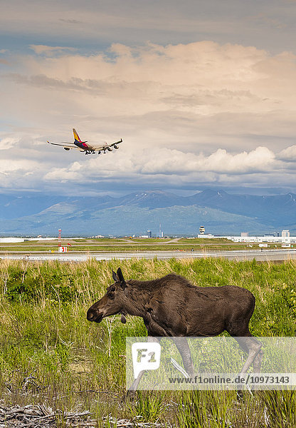 Junger Elchbulle  der auf einem Feld spazieren geht  während ein Jumbojet auf dem Ted Stevens International Airport  Anchorage  Süd-Zentral-Alaska  zur Landung ansetzt  Sommer