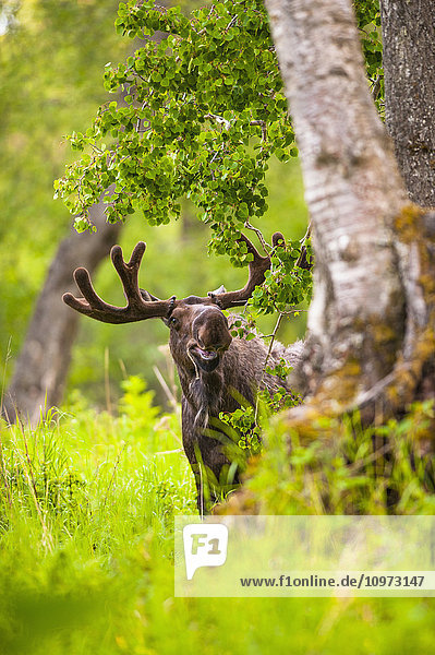 Junger Elchbulle in Samt zwischen den Bäumen und dem Laub des Kincaid Park  Süd-Zentral-Alaska  Sommer