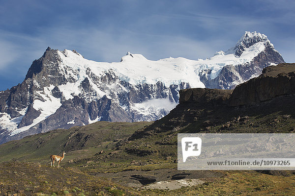 'Guanaco (Lama guanicoe) in front of Cerro Paine Grande in Torres del Paine National Park; Magallanes region  Chile'