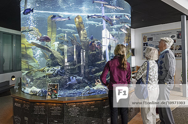 Tourists watching fish in a salt water aquarium  Macaulay Salmon Hatchery  Juneau  Southeast Alaska