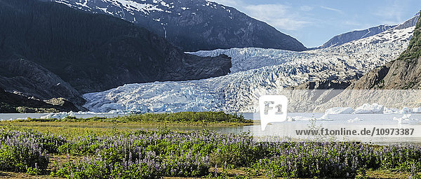 Scenic view of Mendenhall Glacier with Nootka Lupine in the foreground  Tongass National Forest  Southeast Alaska  summer