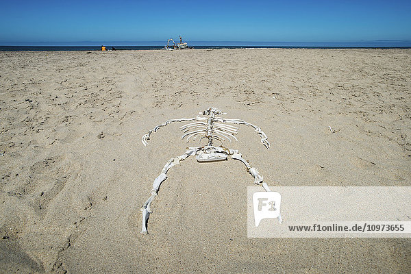 Skelettknochen eines großen Tieres im Sand; Cape Cross  Namibia