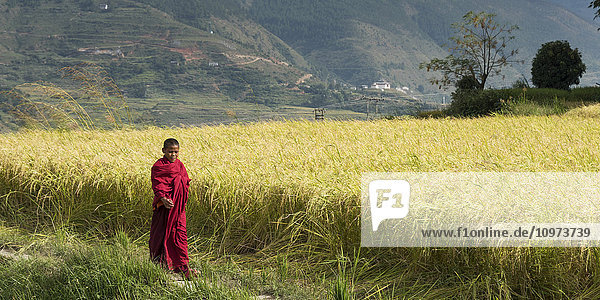 'Monk in a red robe walking beside a field; Panakhu  Bhutan'