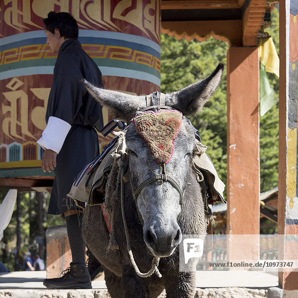 'A donkey at a structure on Taktsang trail; Paro  Bhutan'