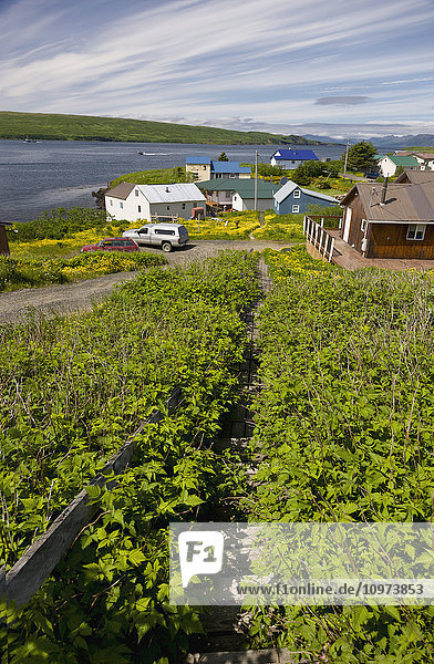 Wohnhäuser entlang der Küste  Sand Point  Südwest-Alaska  USA  Sommer'.