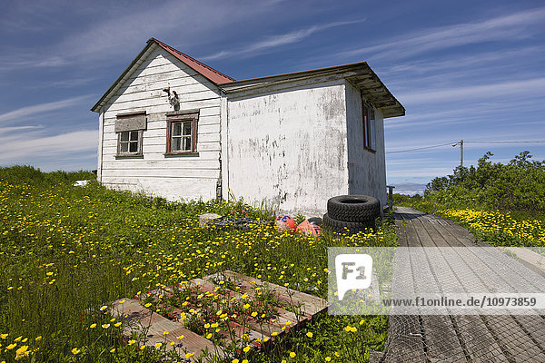 Ein verwittertes Haus mit rotem Metalldach und gelben Blumen im Garten  Sand Point  Südwest-Alaska  USA  Sommer'