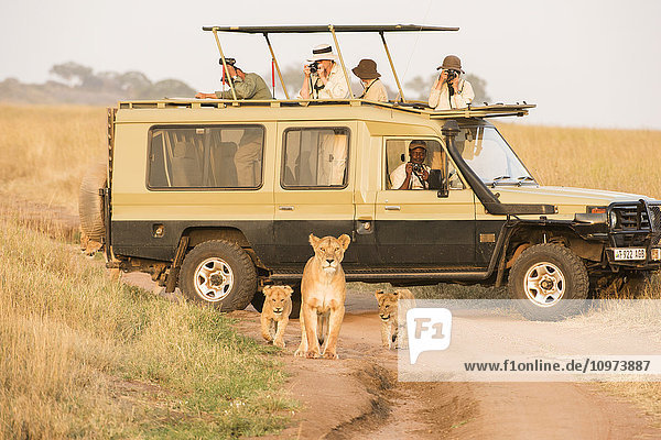Löwin (Panthera leo) mit Jungtieren läuft auf unbefestigter Straße vor Touristen in Safarifahrzeug  Serengeti-Nationalpark; Tansania'.