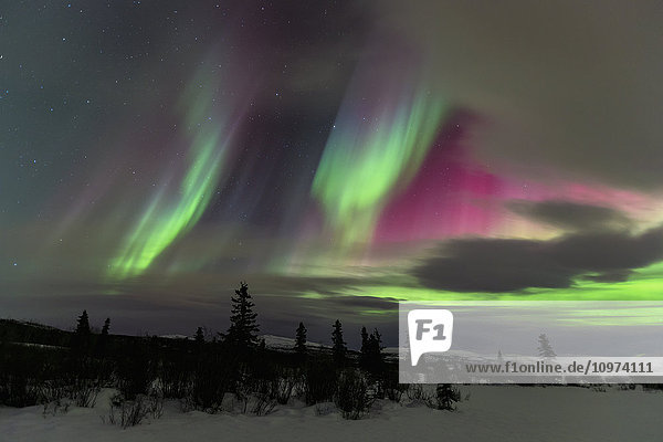 Nordlicht über Winterlandschaft in der Nähe von Whitehorse  Yukon Territory  Kanada'.