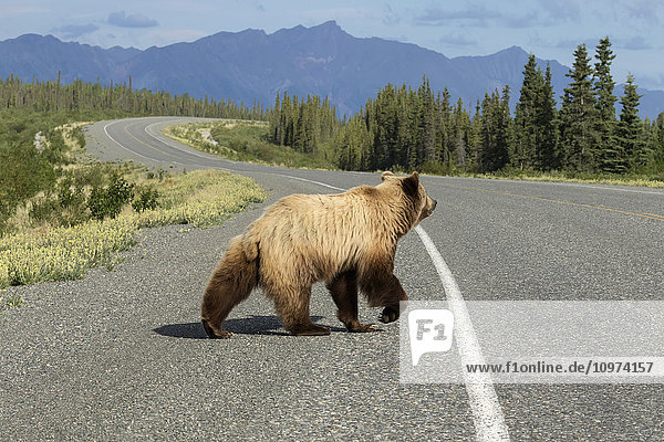 Ein Braunbär überquert den Alaska Highway  Yukon Territorium  Kanada  Sommer