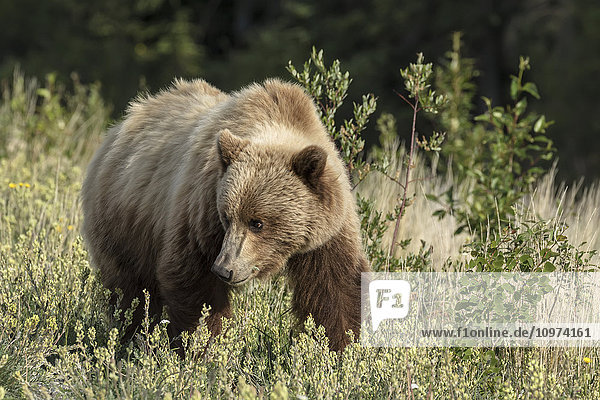 Ein Braunbär sucht nach Futter auf einer Wiese entlang des Alaska Highway  Yukon Territory  Kanada  Sommer
