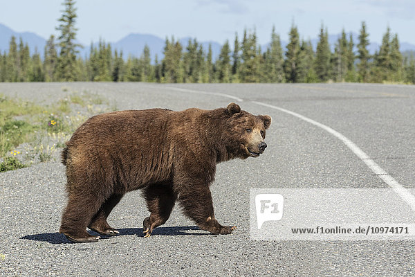 Ein Braunbär überquert den Alaska Highway  Yukon Territorium  Kanada  Sommer'.