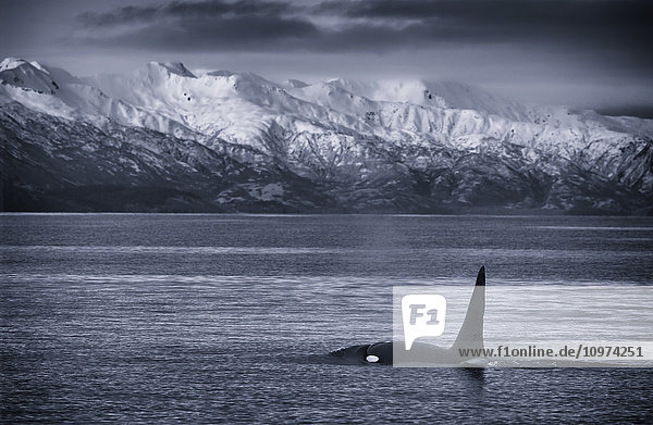 Schwarz-Weiß-Aufnahme eines Orca-Wals (Orcinus orca)  Chiniak Bay  Kodiak Island  Winter