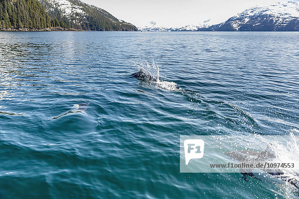 Dall's Schweinswale schwimmen an der Meeresoberfläche  Prince William Sound  Whittier  Süd-Zentral-Alaska  USA  Winter