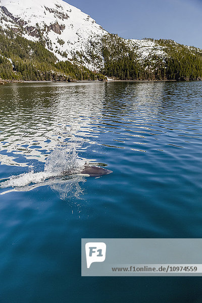 Dall's Porpoises swimming at the surface of the ocean  Prince William Sound  Whittier  Southcentral Alaska  USA  Winter