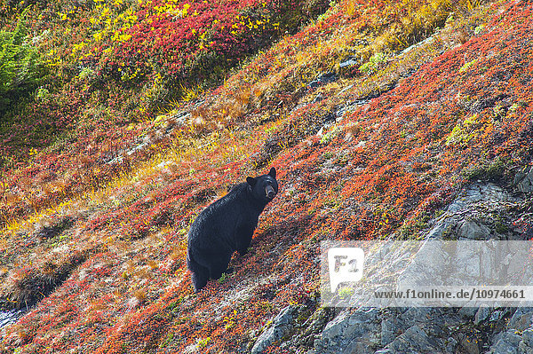 Schwarzbär (Urus Americanus) an einem bunten Herbsthang  Kenai Fjords National Park  Süd-Zentral-Alaska