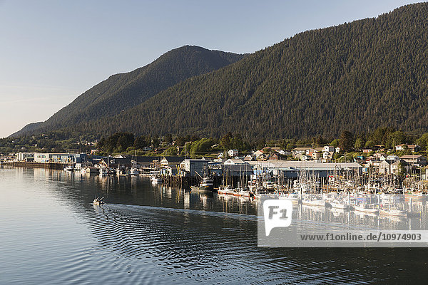 A Small boat motors out of Sitka Harbor  Houses and Fishing Boats in the background  Sitka  Southeast Alaska  USA  Summer