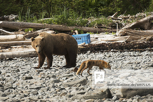 A young brown bear boar observes a red fox passing by on a beach  Kukak Bay  Katmai National Park & Preserve  Alaska.