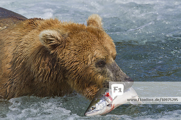 Braunbär (Ursus arctos) fängt einen Sockeye-Lachs (Oncorhynchus nerka) in den Stromschnellen des Brooks River  Katmai National Park and Preserve  Südwest-Alaska
