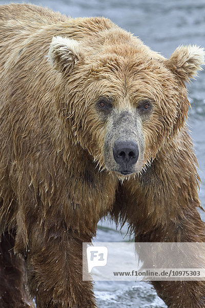 Nahaufnahme eines Braunbären (Ursus Arctos)  der im Brooks River steht  Katmai National Park and Preserve  Südwest-Alaska