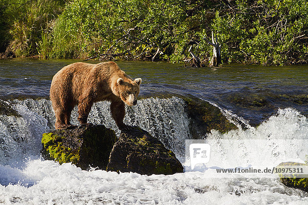 Braunbär (Ursus arctos) auf einem Felsen bei den Brooks Falls beim Fischen auf Rotlachs  Katmai National Park and Preserve  Südwest-Alaska