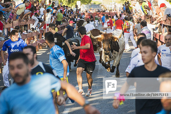 'Festival in Alcala de Henares bull running one of the most followed attractions; Alcala de Henares Madrid Spain'
