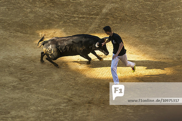 'A young man running with a bull in a bullring; Alcala de Henares Madrid Spain'