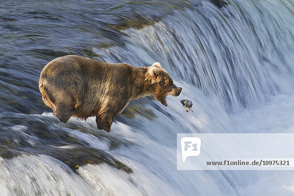 Braunbär (Ursus arctos) beim Fang eines springenden Sockeye-Lachses (Oncorhynchus nerka) an den Brooks Falls  Katmai National Park and Preserve  Südwest-Alaska